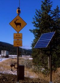 Large Animal Detection System